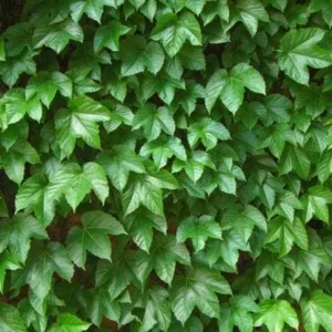 2 Boston Ivy Live Plants - Colorful Fall Foliage, Fast Growing Vine, 2.5x4 inch Pot - Image 4