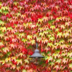 2 Boston Ivy Live Plants - Colorful Fall Foliage, Fast Growing Vine, 2.5x4 inch Pot - Image 5