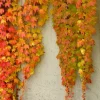2 Boston Ivy Live Plants - Colorful Fall Foliage, Fast Growing Vine, 2.5x4 inch Pot - Image 1