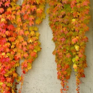 2 Boston Ivy Live Plants - Colorful Fall Foliage, Fast Growing Vine, 2.5x4 inch Pot - Image 1