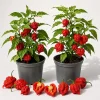 2 Carolina Reaper Pepper Plants - Live Chili Plant, 4-6 Inch Tall - Image 1