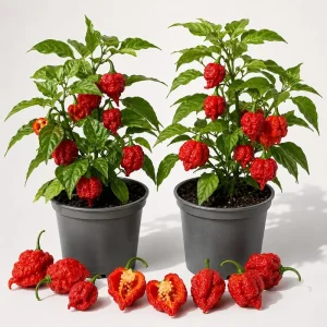 2 Carolina Reaper Pepper Plants - Live Chili Plant, 4-6 Inch Tall - Image 1