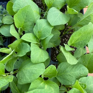 2 Live Black Beauty Eggplant Plants – 4-7 inch Seedlings – Outdoor Vegetable - Image 2