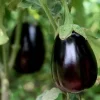 2 Live Black Beauty Eggplant Plants – 4-7 inch Seedlings – Outdoor Vegetable - Image 1