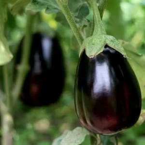 2 Live Black Beauty Eggplant Plants – 4-7 inch Seedlings – Outdoor Vegetable - Image 1