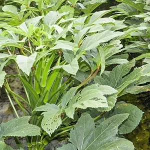 2 Live Dwarf Bush Okra Plants - Baby Bubba Clemson, 4-9" Tall Seedlings - Image 2