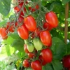 2 Live Grape Red Tomato Plants 8-10 inch Tall - Indeterminate Variety - Image 1