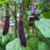 2 Live Ichiban Japanese Long Eggplant Plants - 10-14" Tall Aubergine Seedlings - Image 1