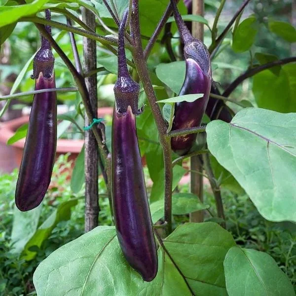 2 Live Ichiban Japanese Long Eggplant Plants, 12-17” Tall, Outdoor Garden - Image 1