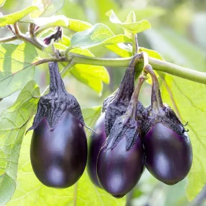 2 Live Patio Baby Eggplant Plants 6-10" – Compact & Productive - Image 1