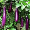 2 Live Ping Tung Asian Eggplant Plants 4-7 inch – Disease Resistant Seedlings - Image 1