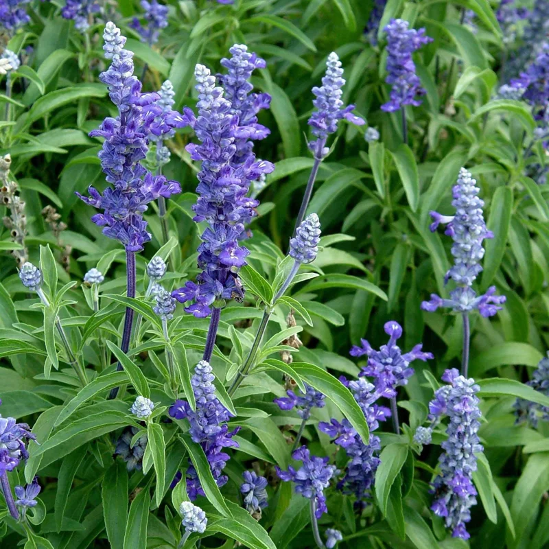 2 Live Salvia Victoria Blue Plants - Mealy Cup Sage Flowers in Bud, 7-11” Tall, Outdoor - Image 1