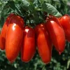 2 Live San Marzano Paste Tomato Plants – 7-11 inch Seedlings – Indeterminate - Image 1