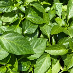 2 Live Scotch Bonnet Jamaican Pepper Plants 7-12" Tall - Hot Pepper Seedlings - Image 2