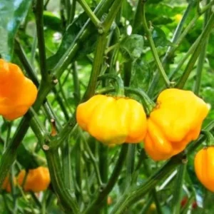 2 Live Scotch Bonnet Jamaican Pepper Plants 7-12" Tall - Hot Pepper Seedlings - Image 1