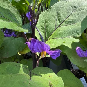 2 Millionaire Eggplant Live Plants - Japanese Variety, 12-16 inch Seedlings - Image 2