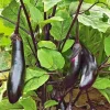 2 Millionaire Eggplant Live Plants - Japanese Variety, 12-16 inch Seedlings - Image 1