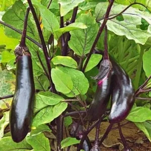 2 Millionaire Eggplant Live Plants - Japanese Variety, 12-16 inch Seedlings - Image 1
