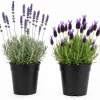 2 Mixed Lavender Live Plants, 4-8 Inch Tall, Outdoor Flowering Herb for Full Sun - Image 1