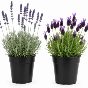 2 Mixed Lavender Live Plants, 4-8 Inch Tall, Outdoor Flowering Herb for Full Sun - Image 1
