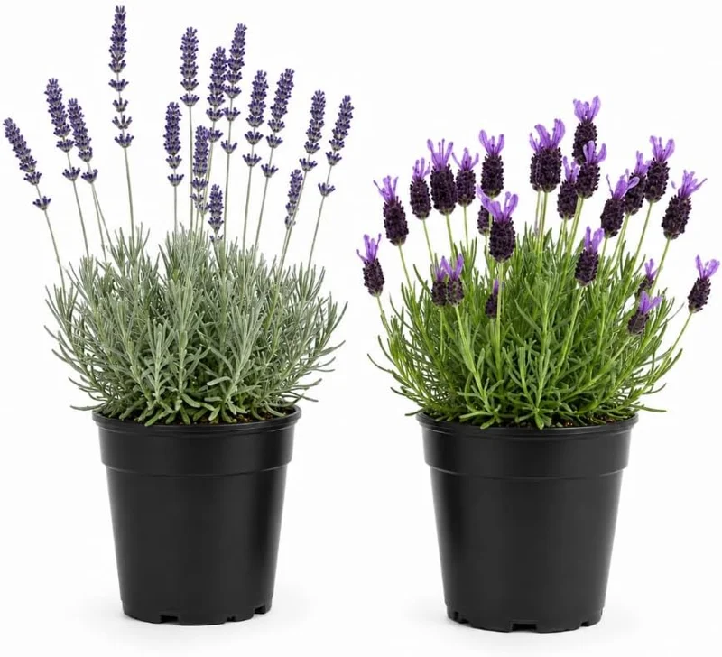 2 Mixed Lavender Live Plants, 4-8 Inch Tall, Outdoor Flowering Herb for Full Sun - Image 1