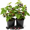 2 Navaho Thornless Blackberry Live Plants, 4-8 Inch Fruit Bush Starters - Image 1