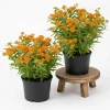 2 Pack Orange Butterfly Milkweed Live Plants, 4-7 Inch Tall, Asclepias Tuberosa Perennial - Image 1
