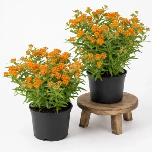 2 Pack Orange Butterfly Milkweed Live Plants, 4-7 Inch Tall, Asclepias Tuberosa Perennial - Image 1