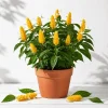 2 Yellow Shrimp Plant Live Plants, Golden Shrimp Starter, 4-7 Inch Tall, Tropical Flowering Indoor/Outdoor - Image 1