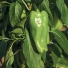 3 Live Cubanelle Pepper Plants – Sweet Frying Peppers – 6-11 inch Seedlings - Image 1