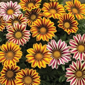 3 Live Gazania Tiger Stripe Flame Flower Plants, 5-10" In Bloom, Spring Garden - Image 2