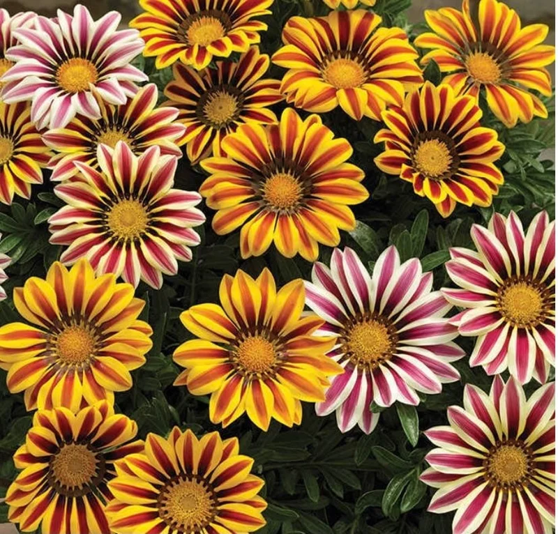 3 Live Gazania Tiger Stripe Flame Flower Plants, 5-10" In Bloom, Spring Garden - Image 2