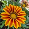 3 Live Gazania Tiger Stripe Flame Flower Plants, 5-10" In Bloom, Spring Garden - Image 1