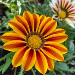 3 Live Gazania Tiger Stripe Flame Flower Plants, 5-10" In Bloom, Spring Garden - Image 1