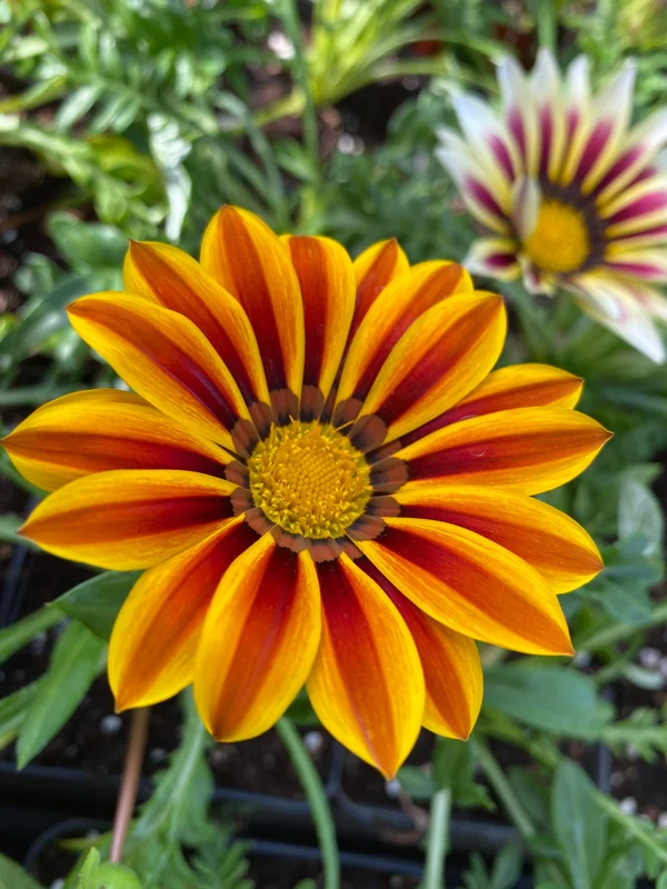 3 Live Gazania Tiger Stripe Flame Flower Plants, 5-10" In Bloom, Spring Garden - Image 1