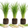 3 Live Lemongrass Plants, 4-6 Inches Tall, Well Rooted Fragrant Herb Starters - Image 1