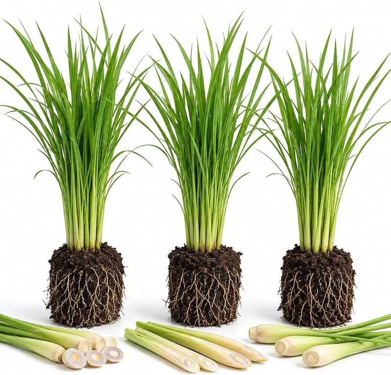 3 Live Lemongrass Plants, 4-6 Inches Tall, Well Rooted Fragrant Herb Starters - Image 1