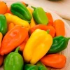 3 Live Lunchbox Sweet Mini Bell Pepper Rainbow Mix Plants, 5-8" Tall - Image 1