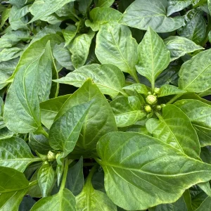 3 Live Orange Bell Pepper Plants – Garden Seedlings 6-10” Tall - Image 2