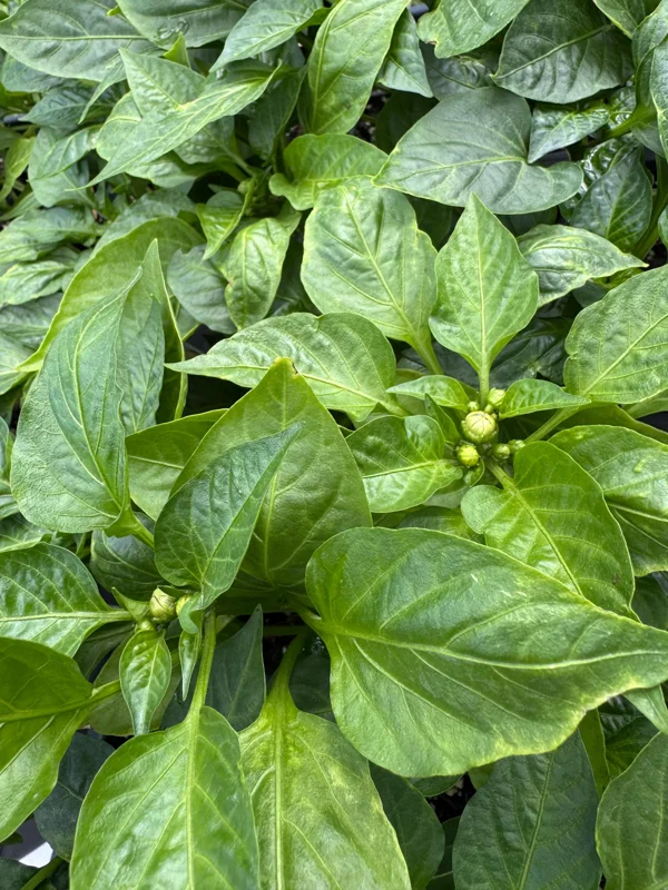 3 Live Orange Bell Pepper Plants – Garden Seedlings 6-10” Tall - Image 2