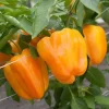 3 Live Orange Bell Pepper Plants – Garden Seedlings 6-10” Tall - Image 1