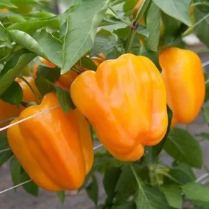 3 Live Orange Bell Pepper Plants – Garden Seedlings 6-10” Tall - Image 1