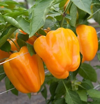 3 Live Orange Bell Pepper Plants – Garden Seedlings 6-10” Tall - Image 1