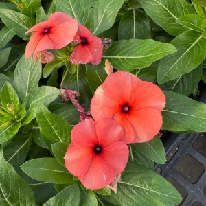 3 Live Orange Tattoo Vinca Flower Plants 3-6 inch – Spring Garden Ready - Image 2