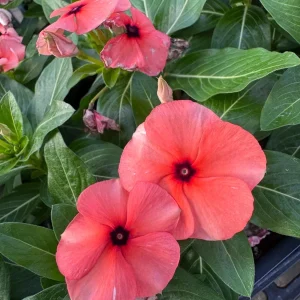 3 Live Orange Tattoo Vinca Flower Plants 3-6 inch – Spring Garden Ready - Image 1