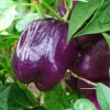 3 Live Purple Beauty Bell Pepper Plants - 4-8 inch Seedlings - Image 1