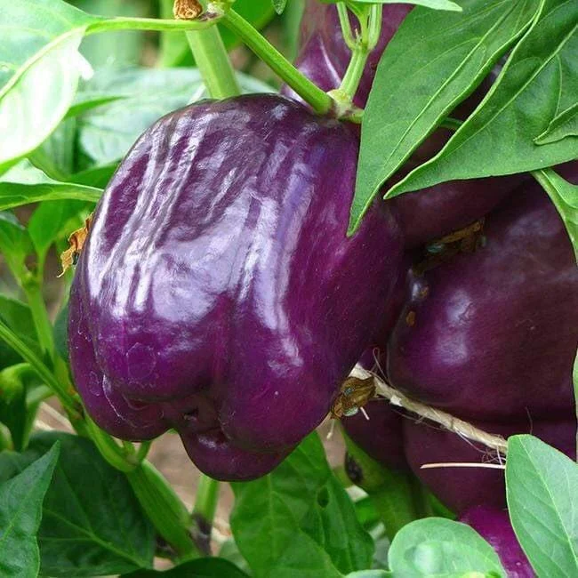 3 Live Purple Beauty Bell Pepper Plants - 4-8 inch Seedlings - Image 1