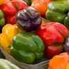 3 Live Rainbow Mix Bell Pepper Plants - 6-11 inch Seedlings - Image 1