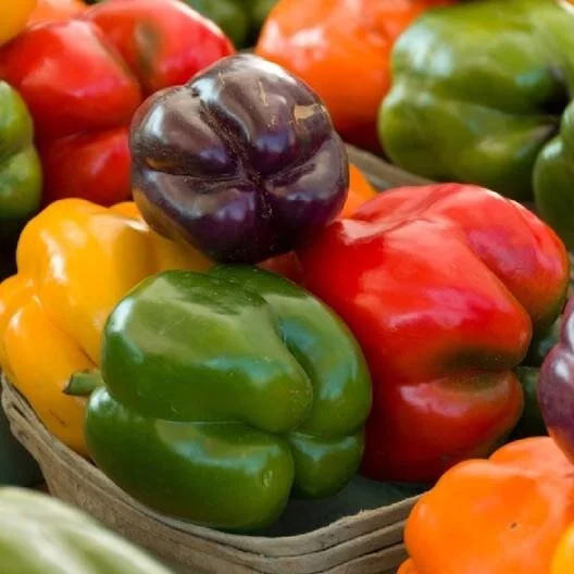 3 Live Rainbow Mix Bell Pepper Plants - 6-11 inch Seedlings - Image 1