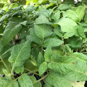 3 Live Red Brandywine Heirloom Tomato Plants 4-8" Seedlings Outdoor Garden - Image 2